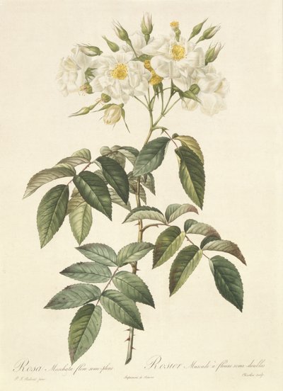 Rosa Moschata Flora Semi-Pleno von Pierre Joseph Redouté